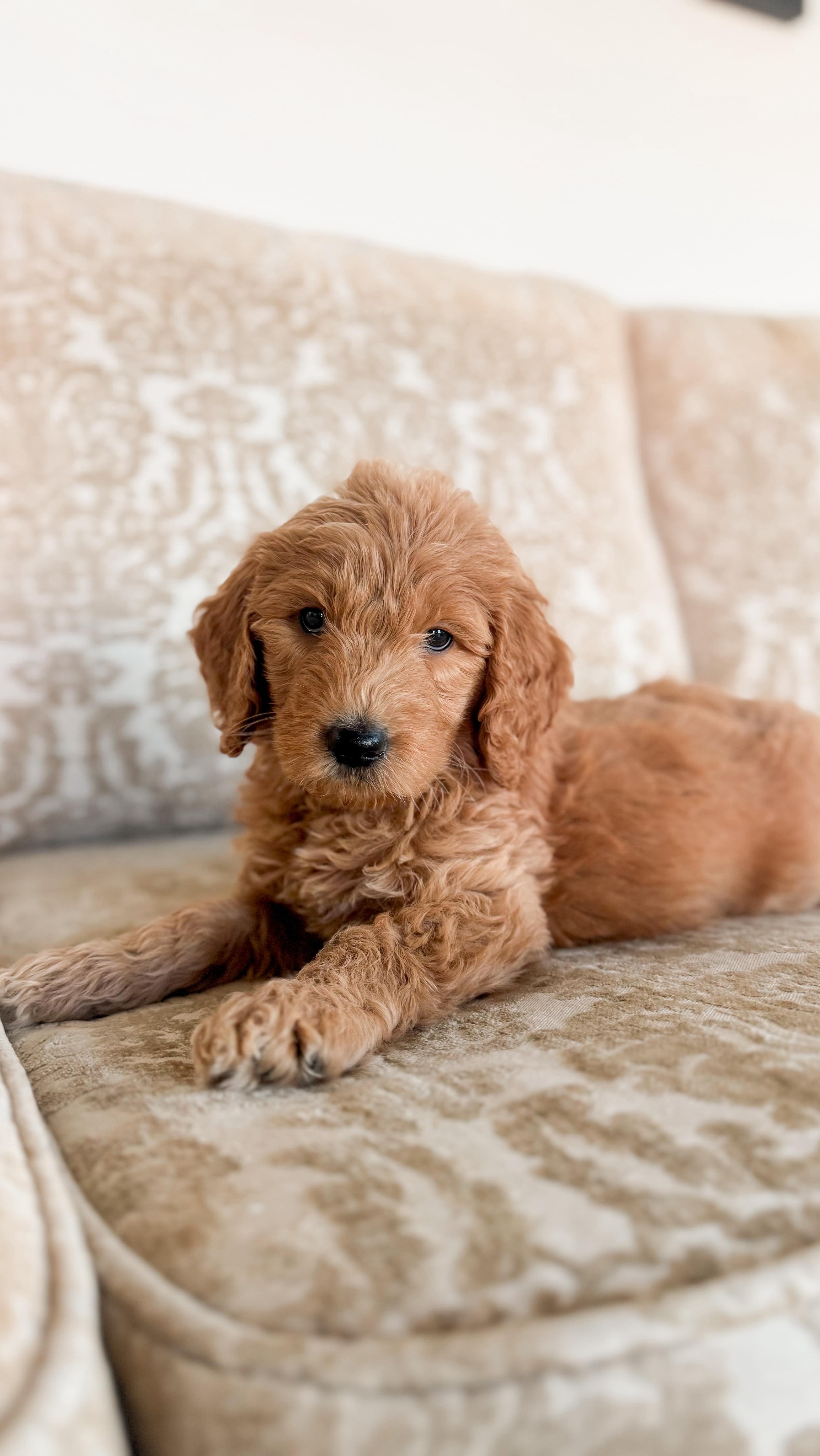 Hi I’m Viserion & I’m looking for my forever family! Is that you?! 🥰

Viserion is a standard size multigenerational Goldendoodle with a wavy coat! He’ll be around 50-65 lbs full grown! He has the sweetest, most playful boy who loves a good cuddle! He comes from some of our best lines and is bound to be the best companion 🫶

Send us a message for more info!